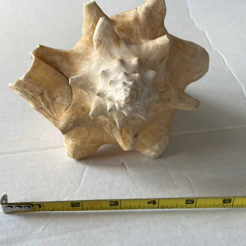 Queen Conch Shell - Picture 3 of 6